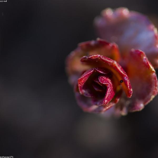 Succulent Plant Set (3-Pack)